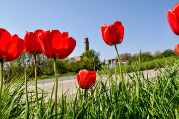 rote Tulpen mit unscharfem Kap Arkona im Hintergrund