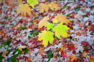 Colorful golden and red foliage of a maple tree on the ground  in autumn