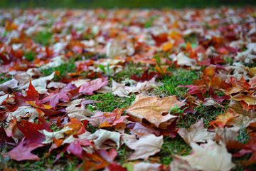 Colorful golden and red foliage of a maple tree on the ground  in autumn