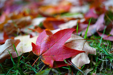 Colorful golden and red foliage of a maple tree on the ground  in autumn