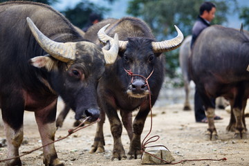 buffalo market in vietnam