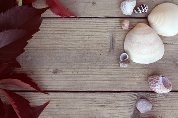 seashells, stones and red grape leafs on the wooden planks