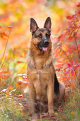 German shepherd dog sitiing in orange and red leaves in forest