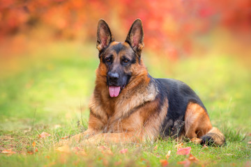 German shepherd dog lay in autumn park