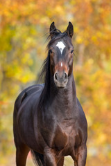 Bay stallion portrait against fall background