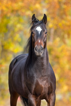 Bay Stallion Portrait Against Fall Background