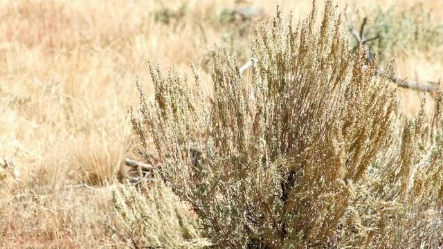 Sagebrush in hot summer Kiger Lookout Diamond Steens Mountain Near malheur Wildlife Refuge 7