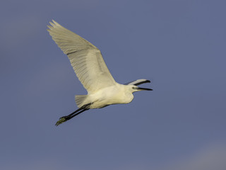 Little Egret in Flight