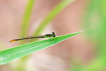 Small green dragonfly with blur background, Beautiful dragonfly macro, Close-up dragonfly