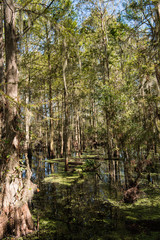 Cedar swamp in Florida