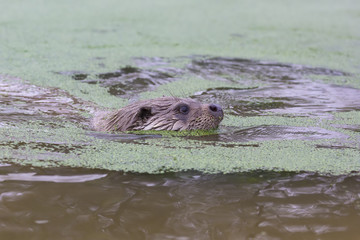 euroasian otter portrait while gliding in water