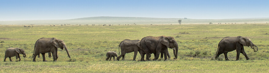 Elephant family walking in desert © Lukas