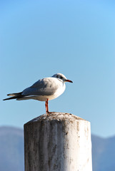 Gabbiano immobile su un palo