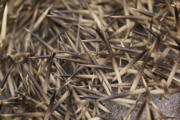 hedgehog close up portrait of head and spikes
