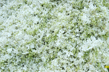 Beautiful white orchid in Bangkok Flower market