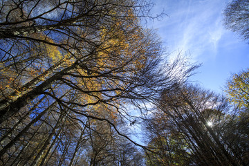 Photograph of a forest with autumn colors. Trees, leaves and greenery 