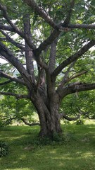 Tree Old Wise Strong Not Perfect Green Nature