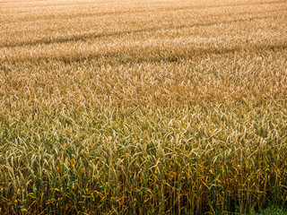 Weizenfeld