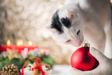 Weiße Katze auf einem Weihnachlichem Hintergrund