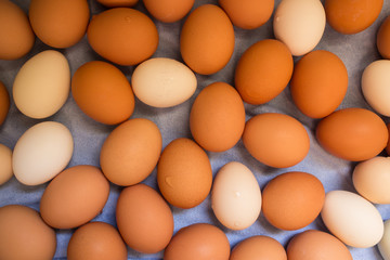 Lots of fresh chicken eggs. Concept of organic products. Farm.