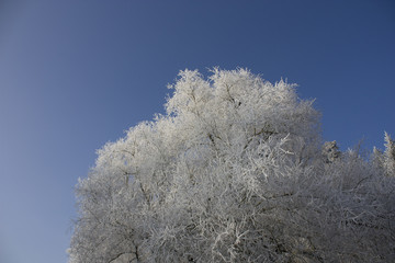 Bäume im Winter