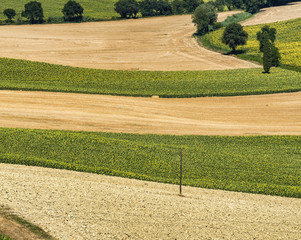 Obraz premium Summer landscape in Marches (Italy) near Castelfidardo