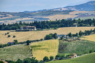 Summer landscape in Marches (Italy) near Belvedere Ostrense