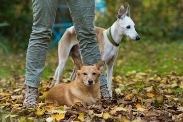 Frau mit Hunden