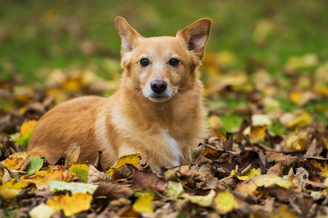 Hund im Herbstlaub