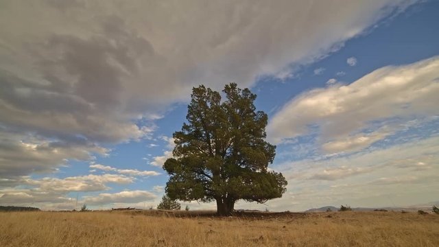 Single lone old growth western juniper tree in field on ranch under clouds