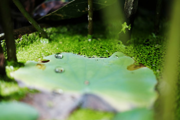 Water drop on lotus green leaf in pond