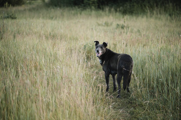 Cute happy black dog walking in the green field, waiting for her owner