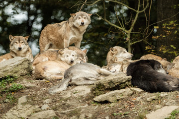 Fototapeta premium A pack of wolves on a rock