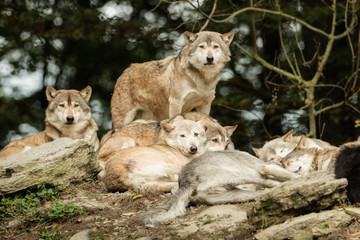 A pack of wolves on a rock