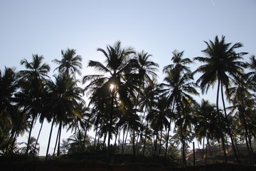 Palm trees against the sky