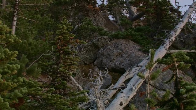 Snags trees and rock forest lift Mt. Hood Oregon Cascades 251