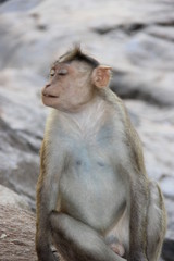  Smiling happy monkey on the background of stones