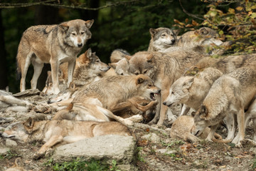 A pack of wolves on a rock
