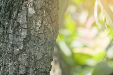 Bark texture on morning