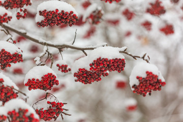 The Mature berries of Rowan in the snow