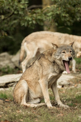A wolf sits and yawns