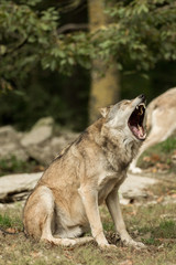Fototapeta premium A wolf sits and yawns
