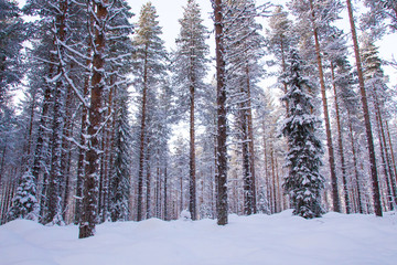 Fototapeta premium Forest in snow