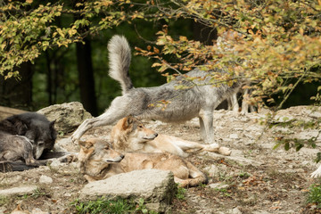 Fototapeta premium A pack of wolves on a rock
