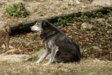 A wolf is sitting and scratching