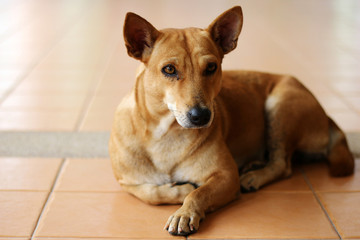 Brown dog From Thailand