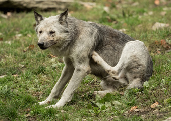 A wolf is sitting and scratching