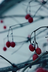 viburnum