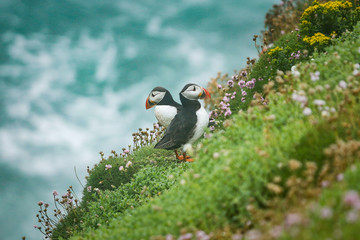 Puffins