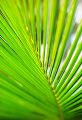 Palm leaves, plant over nature background, beautiful tree
